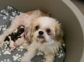 KC Registered Shih Tzu Puppies,Healthy,Friendly and ready to go.