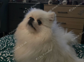 2 year old white teddy bear pomeranian dog for sale