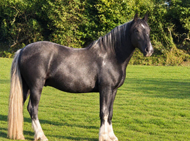 Percheron x cob gelding