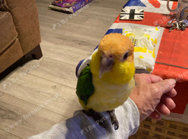 Baby handreared caique