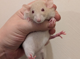 Dwarf rats males