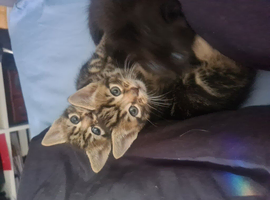 Kittens