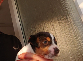 Jack russell dog pup