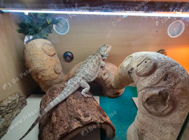 3 year old Bearded Dragon with vivarium, lighting, accessories
