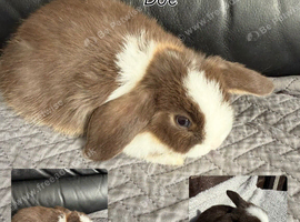 Mini Lop Babies