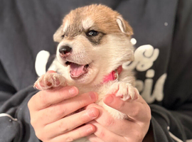 Beautiful Shepsky Puppies Available