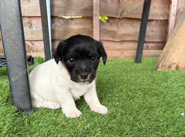 Sealyham jack Russell puppy