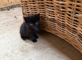 Farm kittens or pets