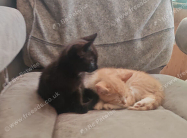 2 Kittens