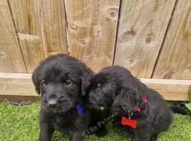 Giant schnauzer x Labrador puppys