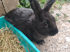 Mini rex bunnies