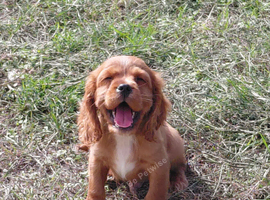 Beautiful Cockalier Puppies