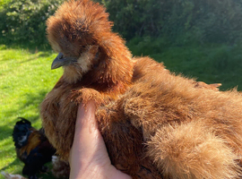 Silkie cockerel for sale