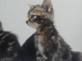 Gorgeous Sibling Kittens Born March 5th &ndash; Heart-Melting & Gentle (Pairs Preferred)