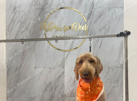 Looking for a standard poodle Stud