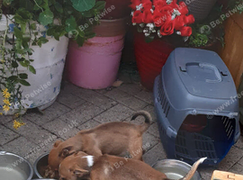 I have 2 beautiful boy Jack Russell