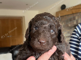 2 x boys miniature labradoodles F1B