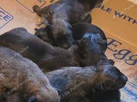 German shepherd puppies