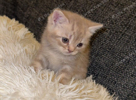 British shorthair kittens