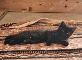 Persian X female kittens 9wks