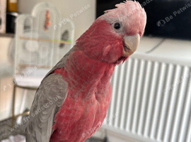Baby super tame galah cockatoo