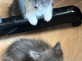 Cute Russian Blues for sale