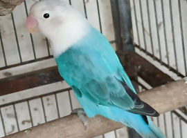 Lovebirds fischers dna'd fischers lovebirds