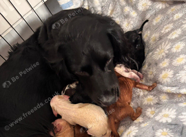 Cocker spaniel puppies