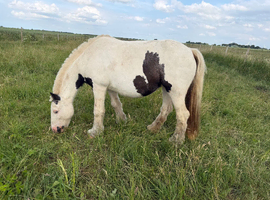 12.2/3hh 6 year old cob mare