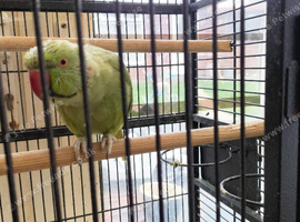 Taking ringneck