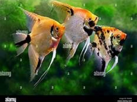 ANGEL FISH , WANTED MEDIUM TO LARGE