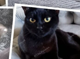 Female black cat