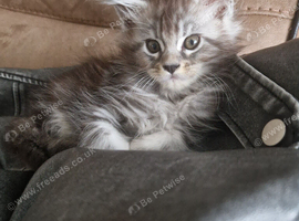 BEAUTIFUL MAINE COON KITTENS - LOOKING FOR THEIR FOREVER HOMES!