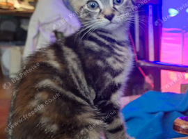 Torbie girl kitten ready to go