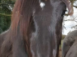 2 x percheron x cob. 4 year old lightly backed