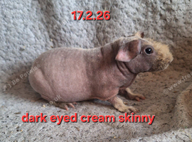 A pair of skinny sows