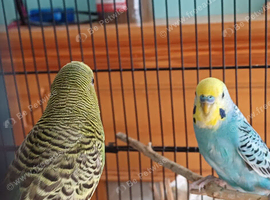 Pair of young budgies