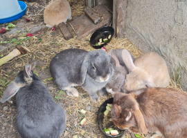 Mini lops for sale