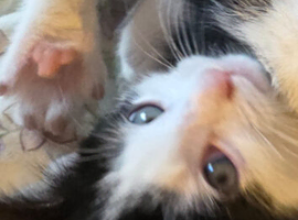 Kittens harlequin x mainecoon