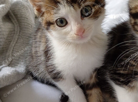 Tabbie cute girl ready now Bradford.