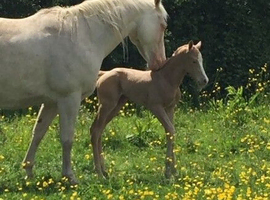 AQH Mare