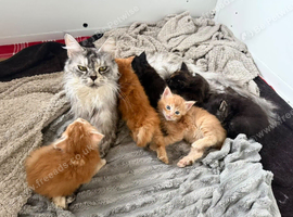 beautiful polydactyl half mainecoon kittens
