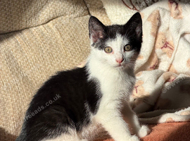 Last kitten looking for his forever home