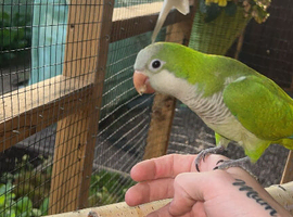tammed talking pair