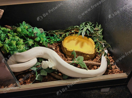 Ball python Pastel Ivory