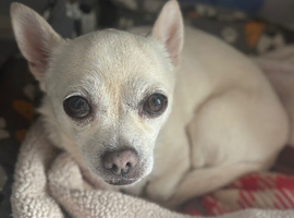 Chihuahua needing new home