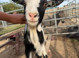 COWBOY JACK | 16-Month-Old Pygmy Goat