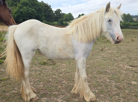 Blue & white yearling cob