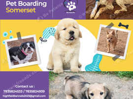 Caring, Professional Pet Boarding in Somerset for Your Furry