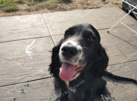 Male cocker spaniel